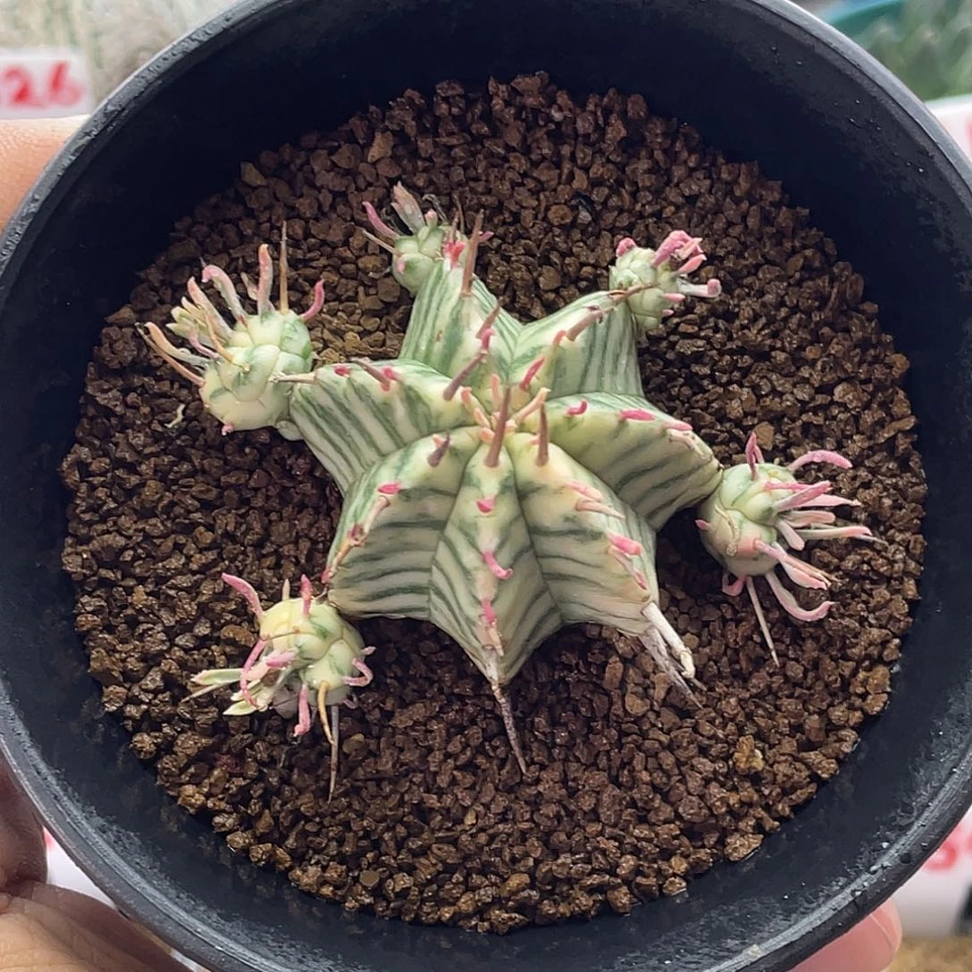 斑马锦大戟  已上状态 脱土送盆土