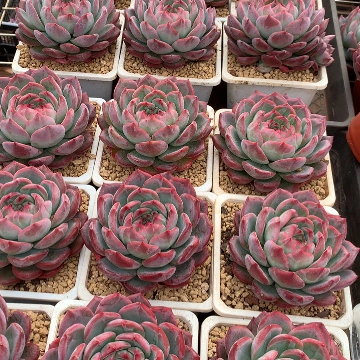 红鸾多肉植物12.88两单包邮