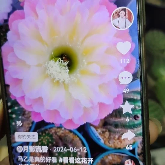 仙人球彩草马乙侧芽