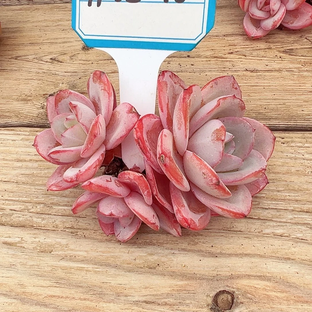 1108-40布鲁蓝。。。。。