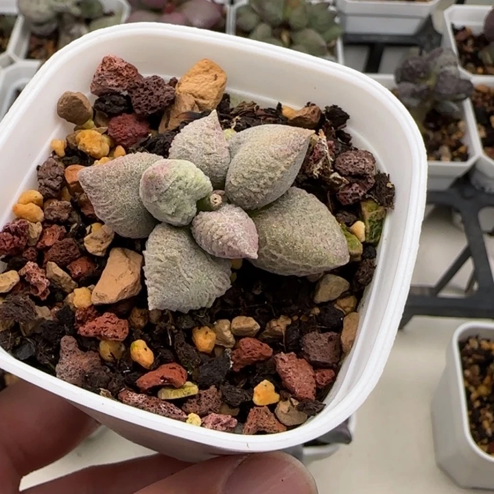 倒刺冰淇淋水泡多肉