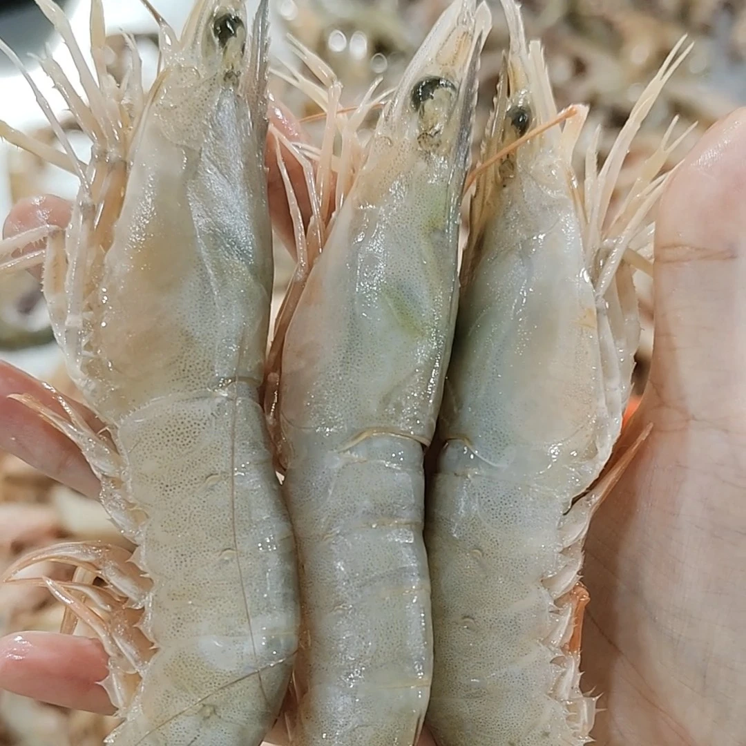 北海野生带膏麻虾 带膏沙卢虾 新鲜回港