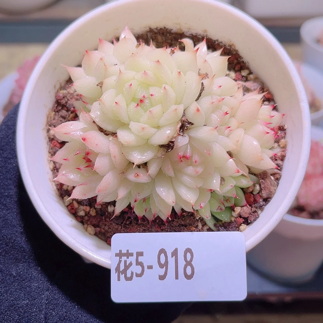 花利美5-918海王