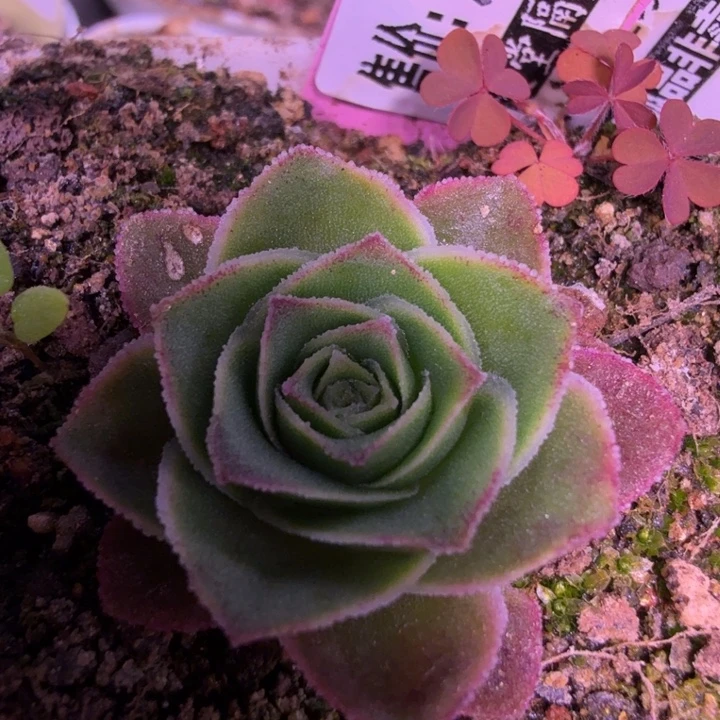 HD166  金缕龙衣 玫瑰