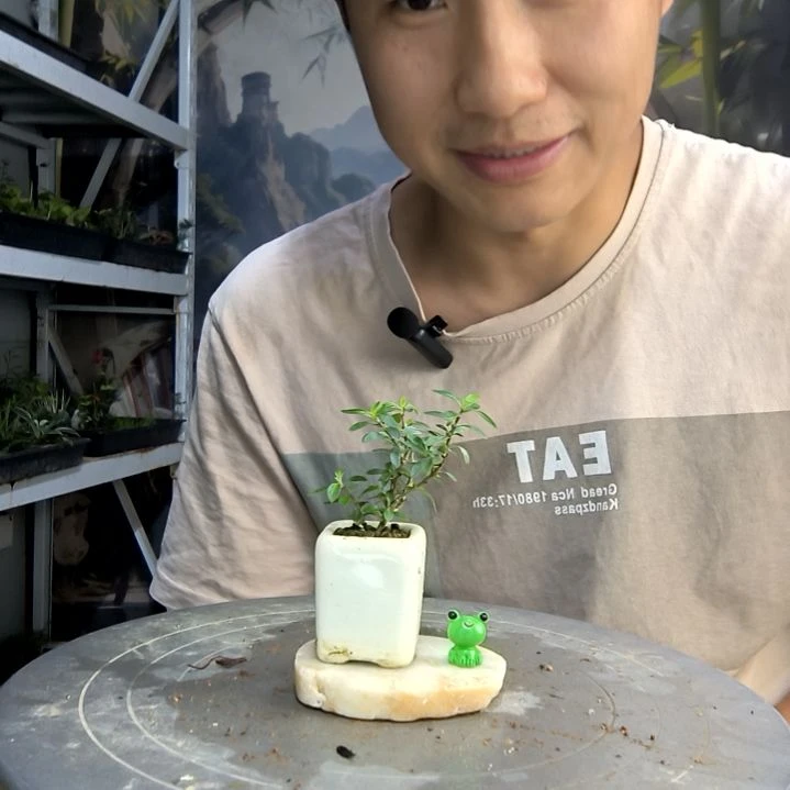 宝***8中青园艺一物一拍1