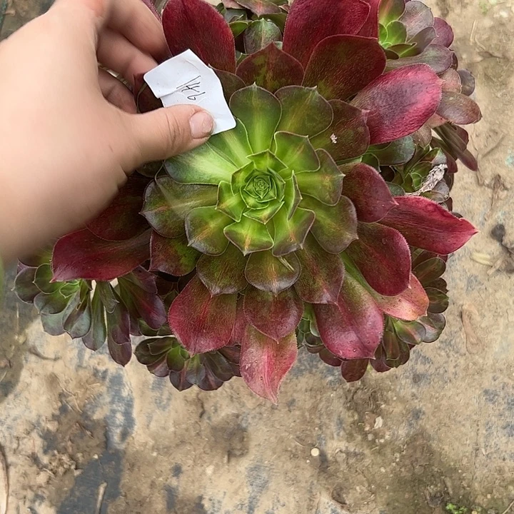 多肉法师植物链接146
