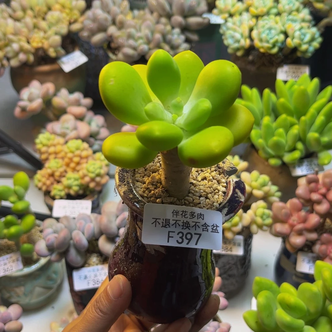 金蟾芒果奶397/6cm多肉
