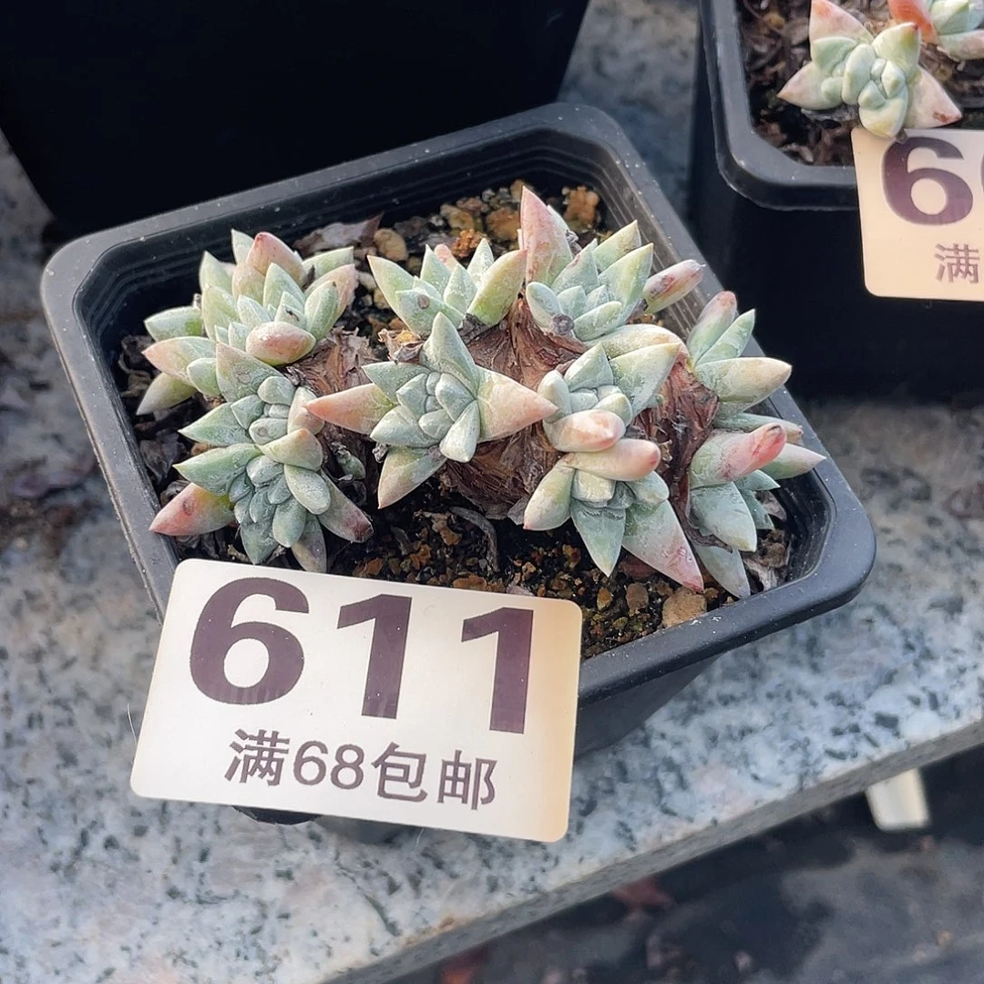 晨溪园艺仙女杯呀