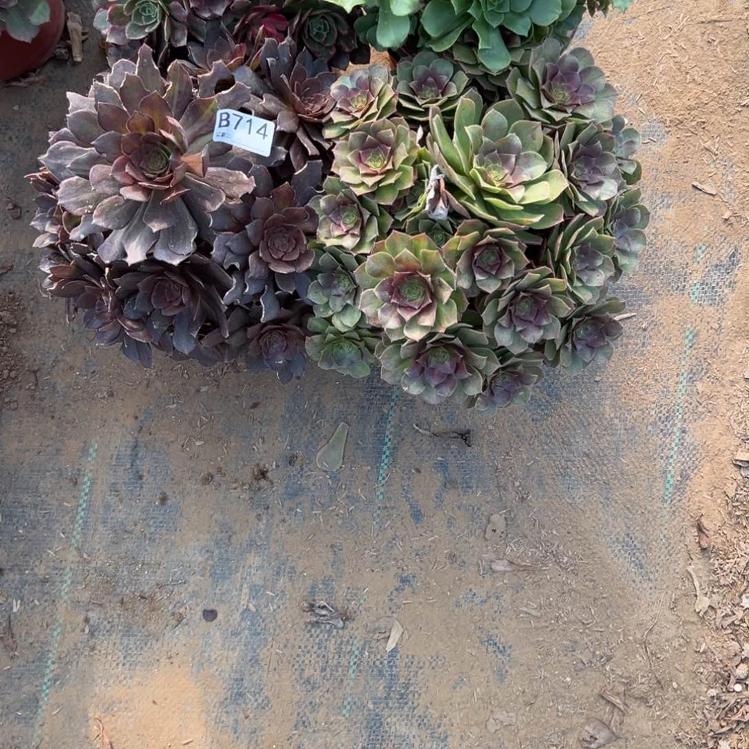 幸***人714四颗组合多肉植物法师