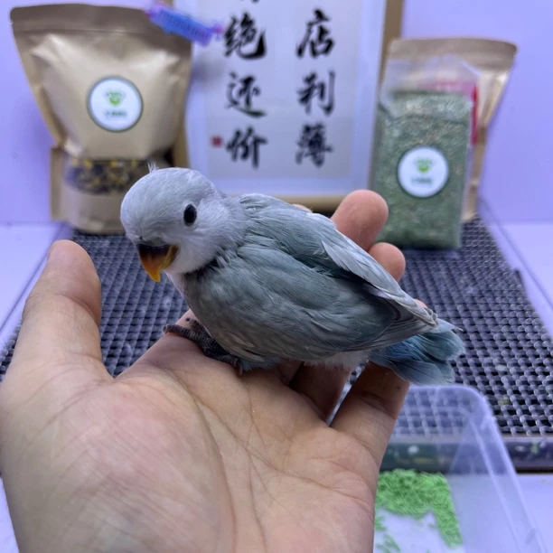 牡丹鹦鹉-精品松石面边公H67025