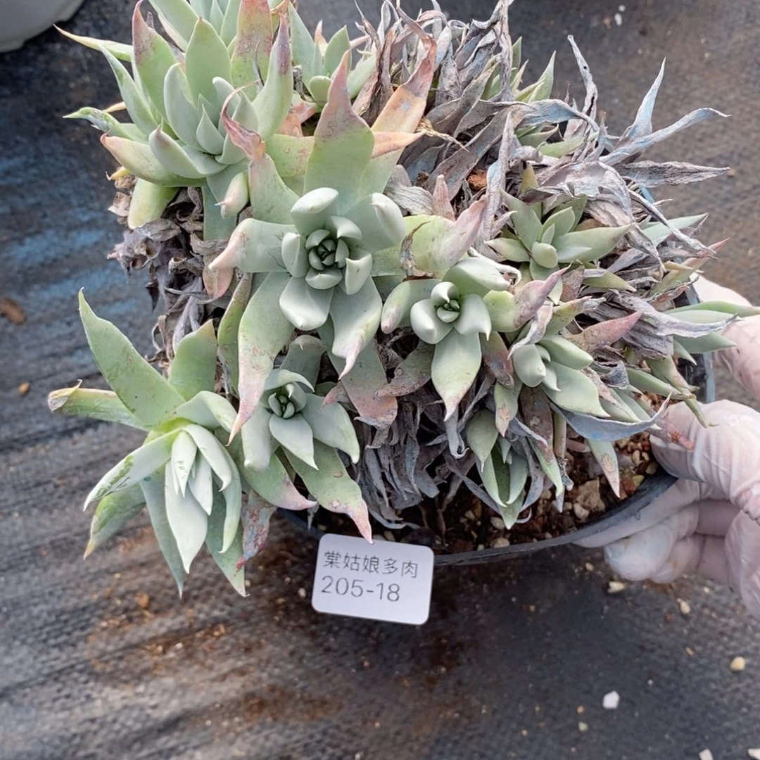 18号流丹白毫群瑕疵