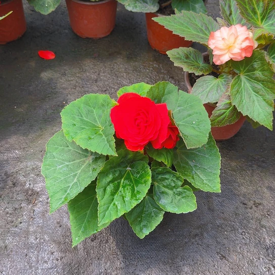 无花朵夫妻海棠种球系列红色