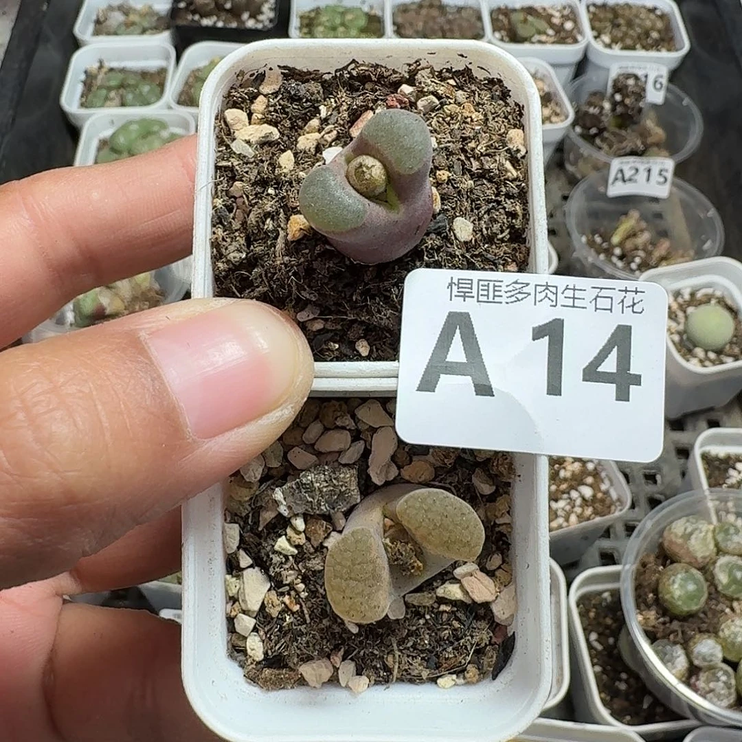 14多肉植物多肉植物