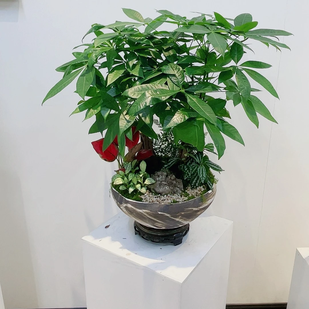无花朵高端盆景一物一拍