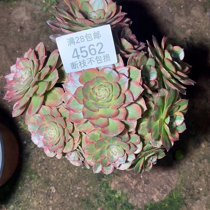 4562火狐多肉植物