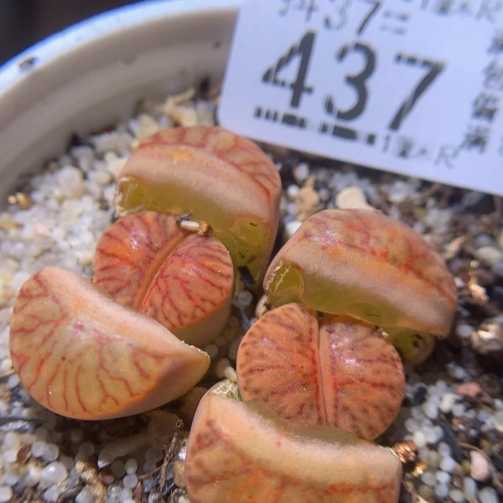 精品生石花37.437