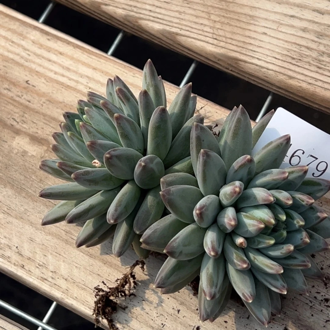 用****74679多肉多多多多