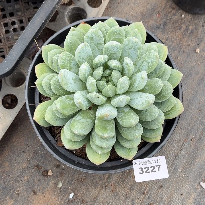 阿雅园艺。         3227百达翡翠