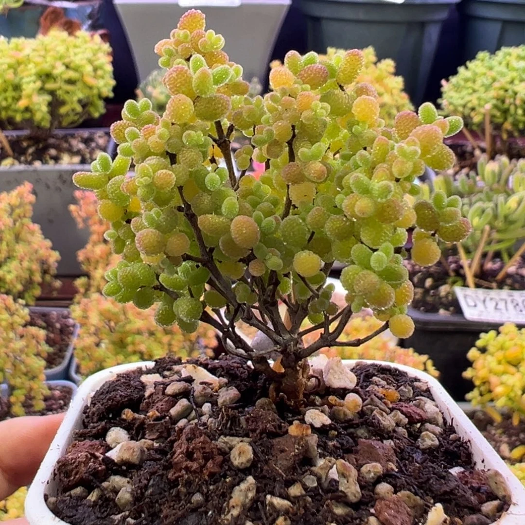 2752蜜橘糖球。5.5cm盆