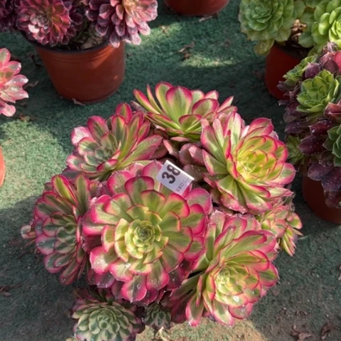 386维纳斯朵朵多肉，