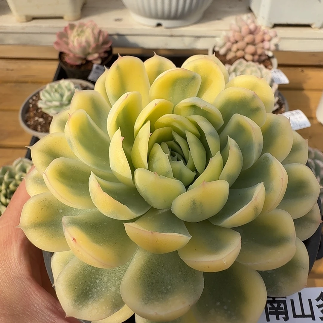 草莓冰锦111127-121