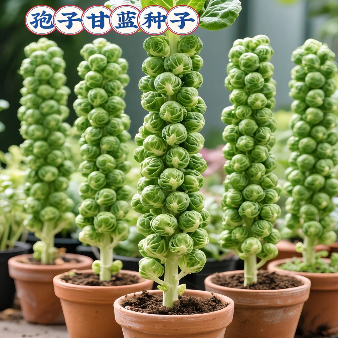 孢子甘蓝孢子甘蓝菜种子苗蔬菜种籽四季盆栽小院小包菜卷心蔬菜