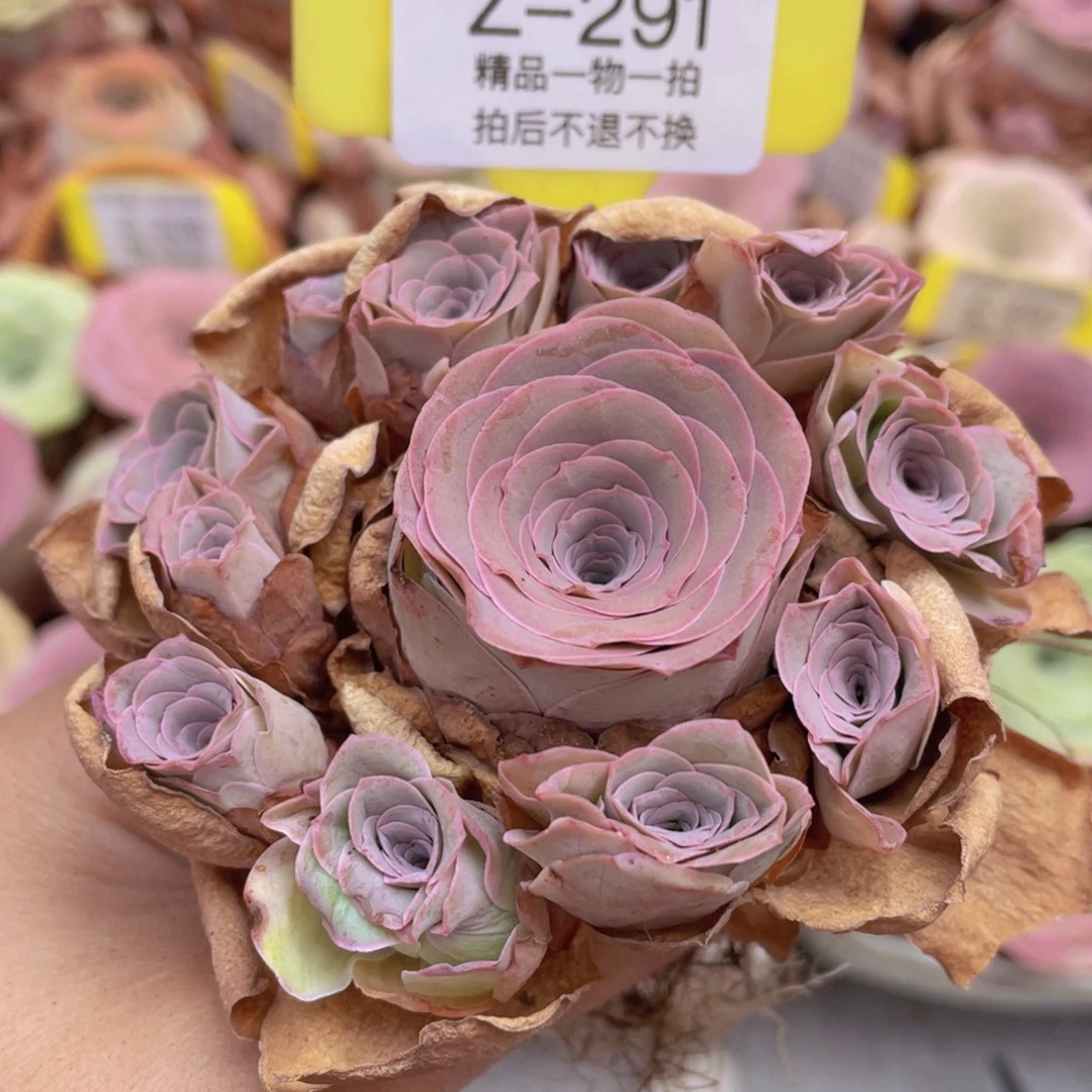 山地玫瑰Z291裸根发货不售后