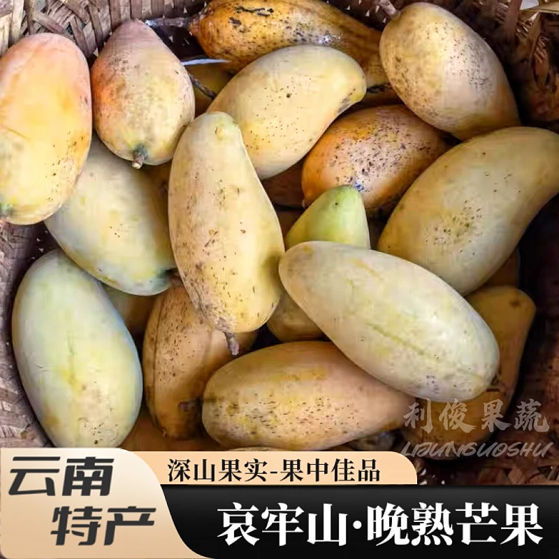 云南哀牢山晚熟芒果景东镇沅特产稀有品种哈尼蜜芒深山新鲜水果