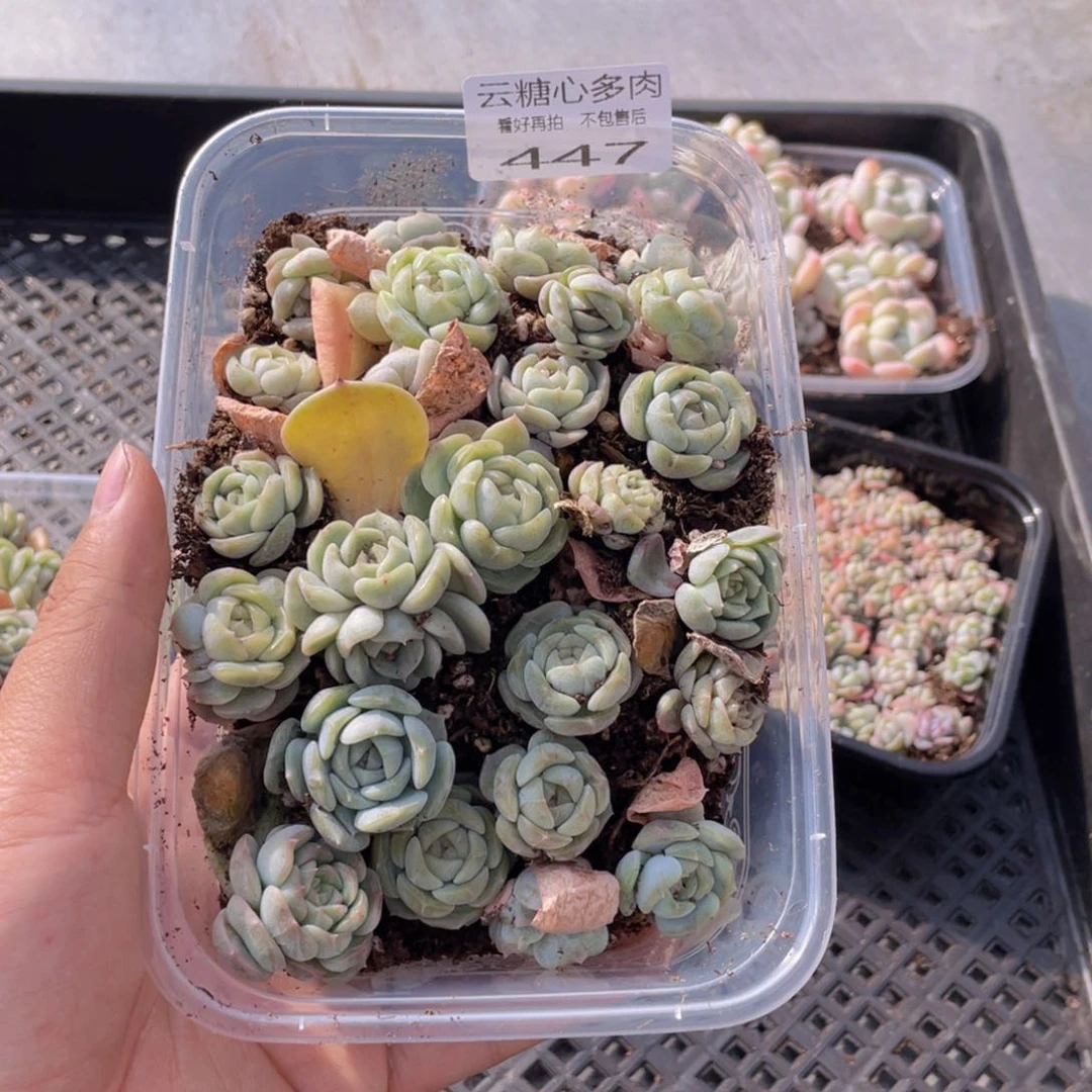 云糖心多肉植物447