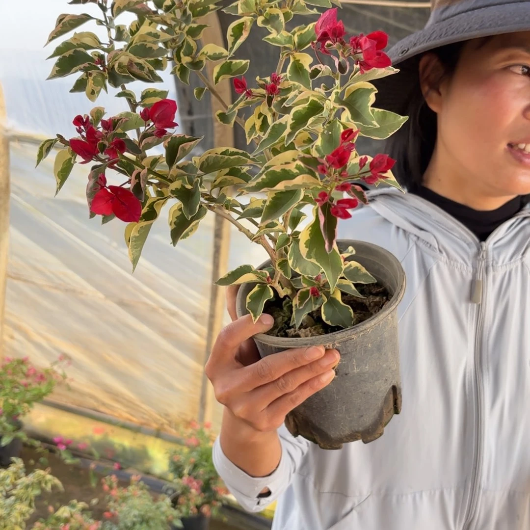 完全开放（金边大红）三角梅会落花落叶会光杆苗有大有小