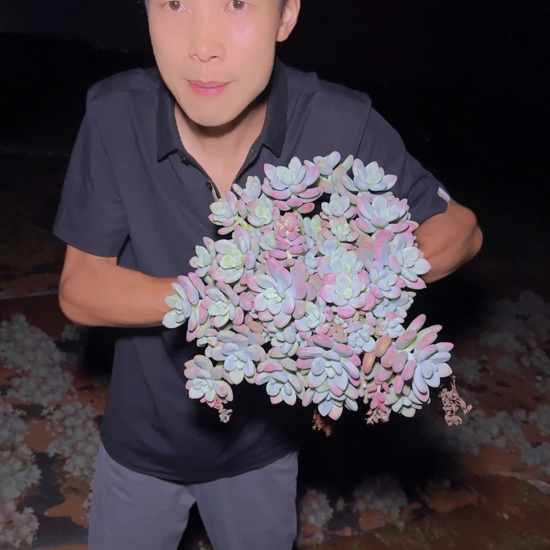 地栽红洛神多肉多肉