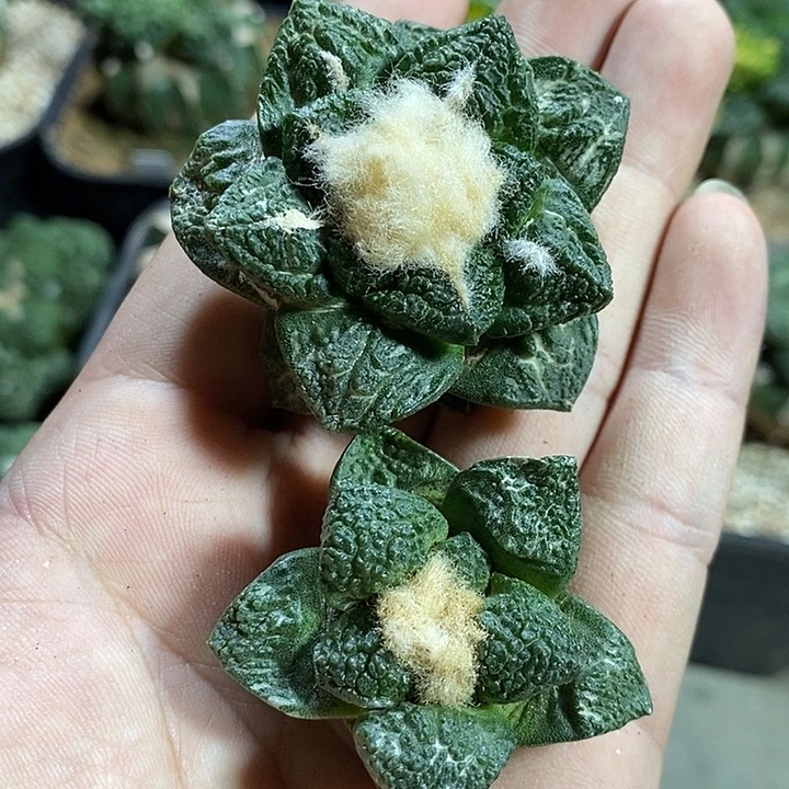 苗落牡丹2颗已出根。575号