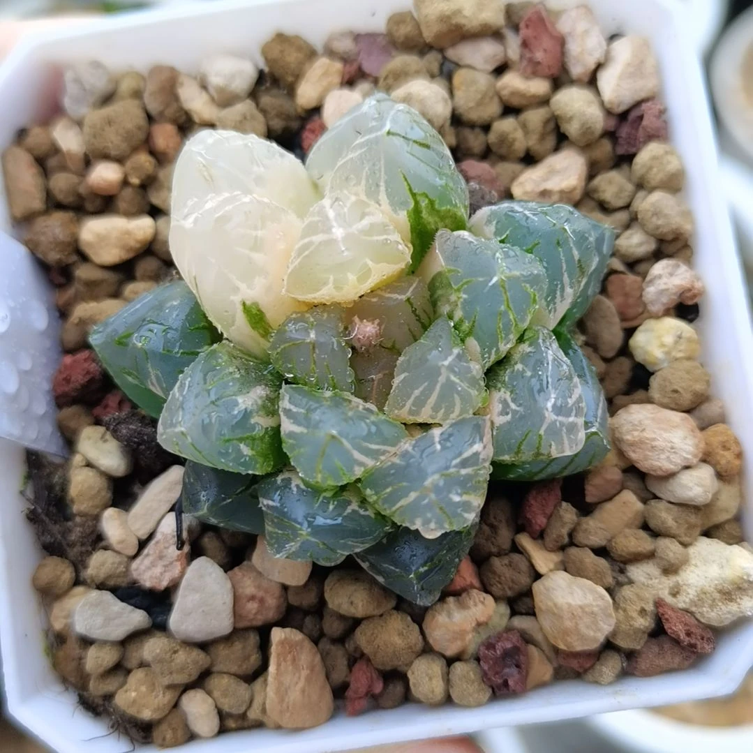19号紫王玉露锦一物一拍带盆土发货