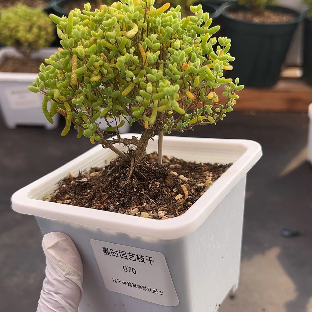 70号密橘糖球11.19多肉