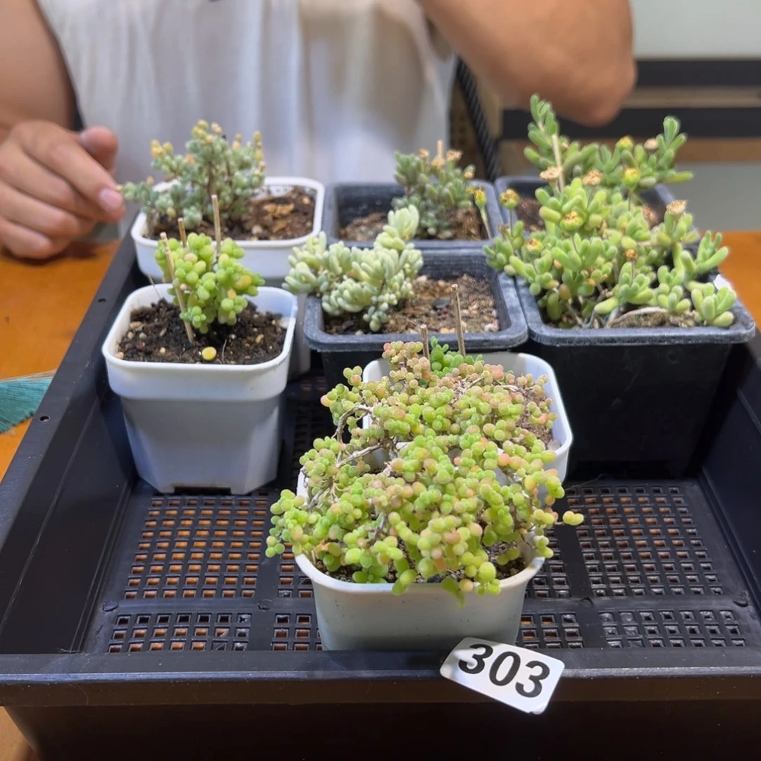 303号一整框枝干番杏