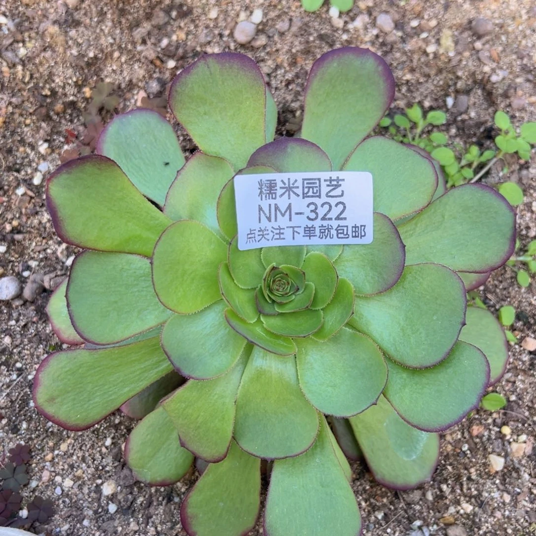 雨荷多肉植物322