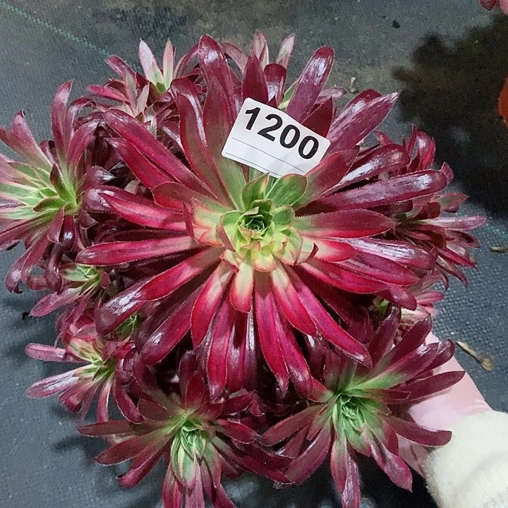 红陶1200孔雀锦4多肉