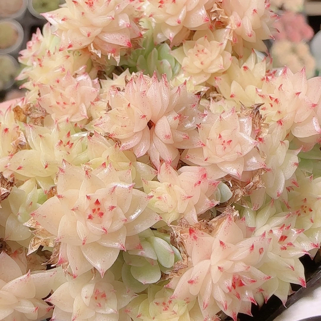 花语逸镜1127-327散