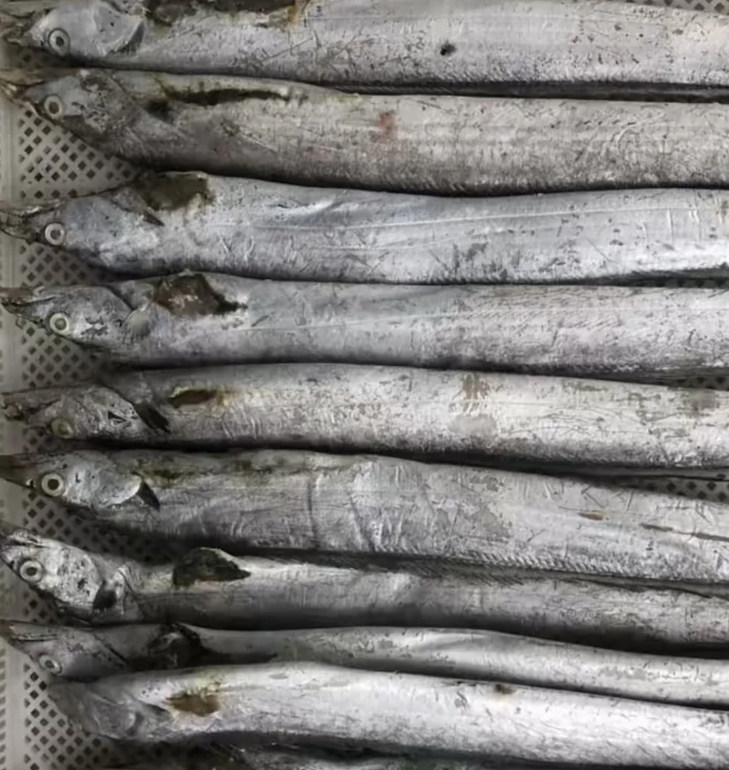 青岛琅琊本地破腹带鱼5条（介意勿拍）