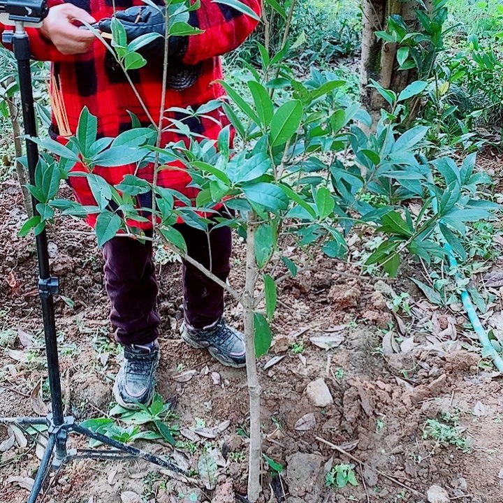 王***伟完全开放2/3左右状元红