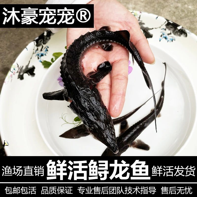【鲟龙鱼】淡水冷水鱼尖嘴鲟观赏养殖可食用大型冷水好养活宠物鱼