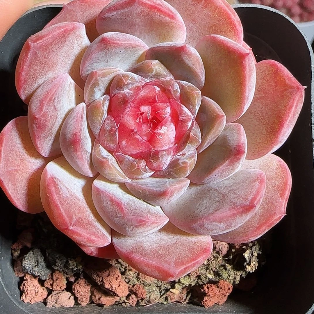 多肉1218-63糖心糖心