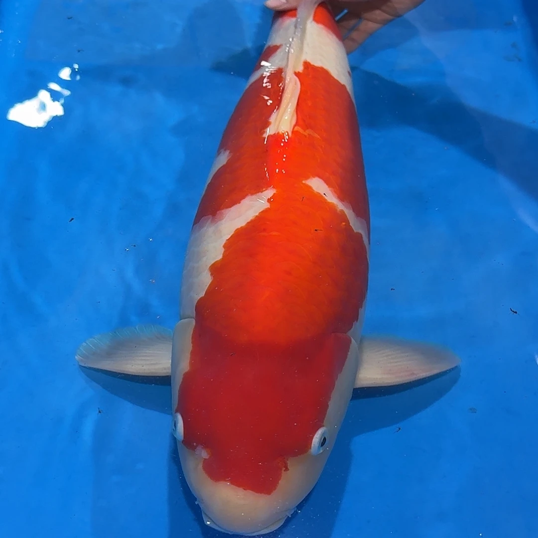 锦鲤佛山兴隆锦鲤养殖有限公司