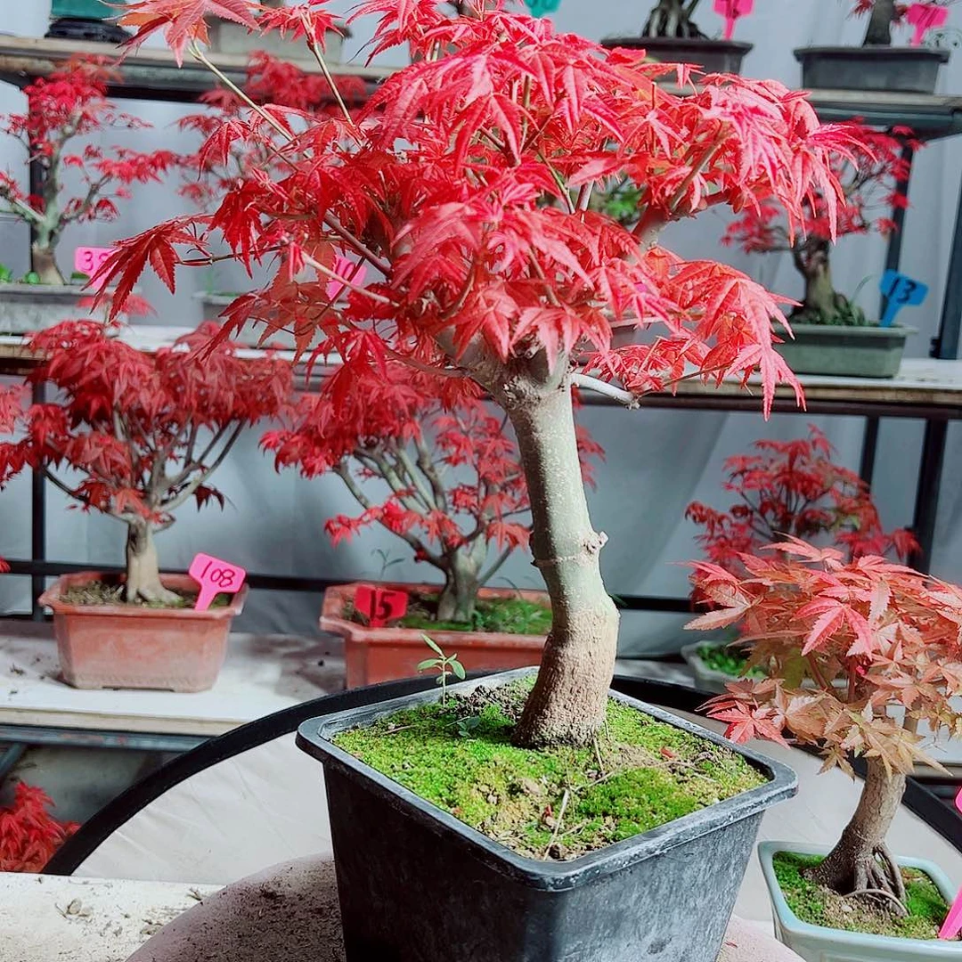 无花朵五*红枫老桩出猩猩