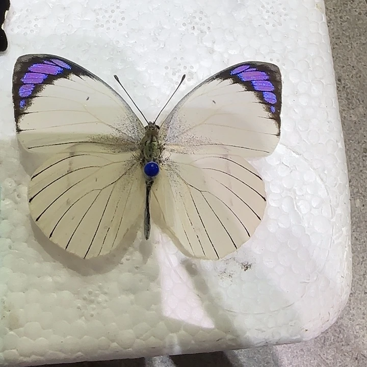 E***n紫袖珂粉蝶蝴蝶标本专拍