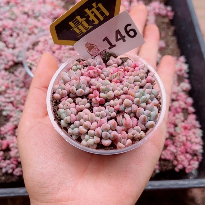 多肉植物多肉植物