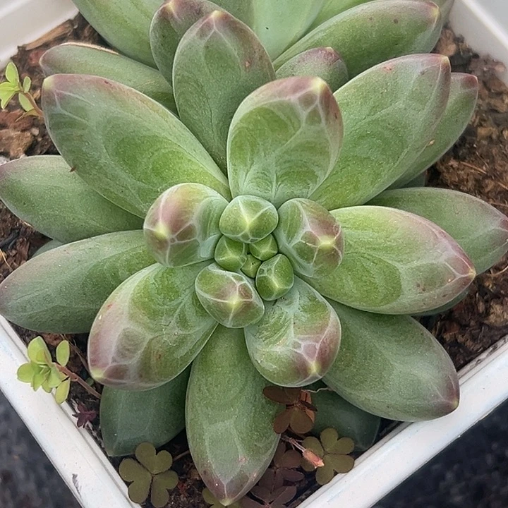 美人杂交特价一物一拍