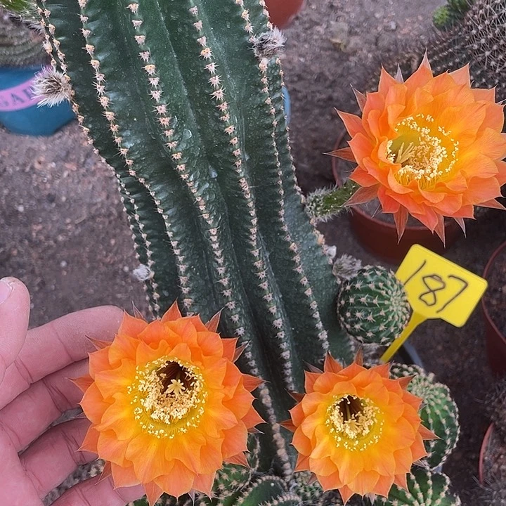 大群金刚187号摘花脱土发货