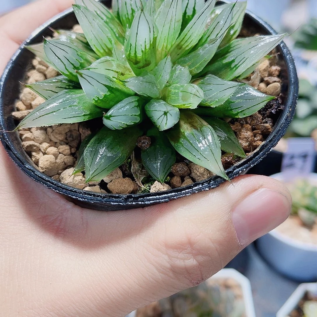 西亚姬母本新手福利