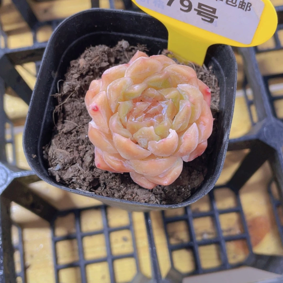 79号 孤品糖心石化